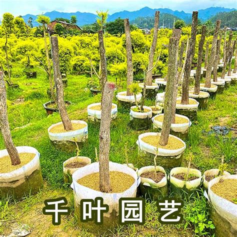 漳州基地可定制单杆棒棒糖造型树 黄金香柳