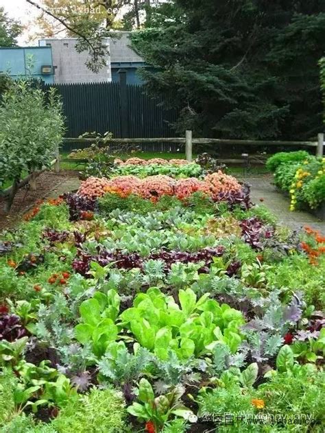 种菜的最高境界,让庭院更美-绿宝园林网