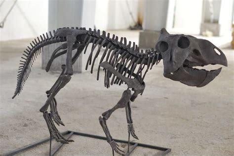 巨龙惊现：恐龙化石展 - 每日环球展览 - iMuseum