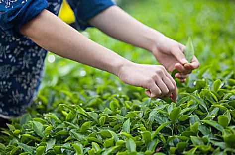 “邛茶”抢鲜上市：多家茶企有序复工复产 开采茶园超10万亩 - 川观新闻