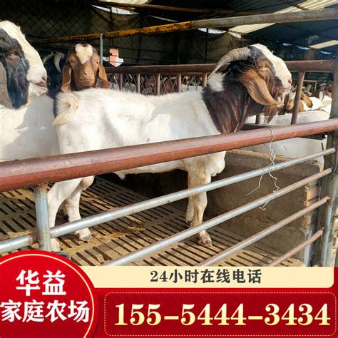 农家养殖场出售 波尔山羊 大耳朵羊 怀孕大母羊 波尔山羊种公羊-阿里巴巴