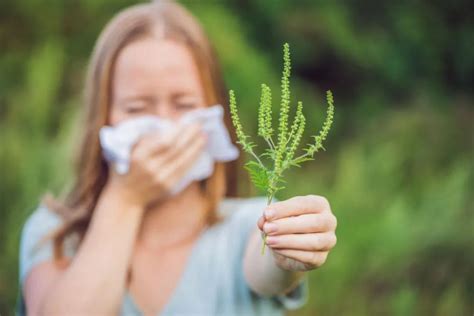 为何秋天过敏性鼻炎容易发作？缓解方法看这里