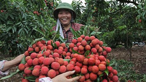 越南荔枝加速出海，国际市场呈多元化 | 国际果蔬报道