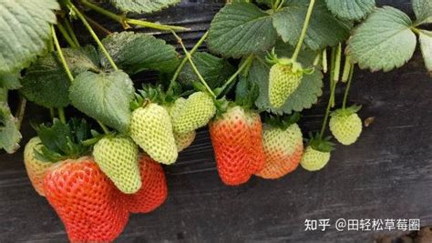 草莓分为哪几个品种-农百科