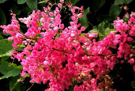 珊瑚藤有着“藤蔓植物之后”的美名，盛花时粉色花朵爬满墙，超美