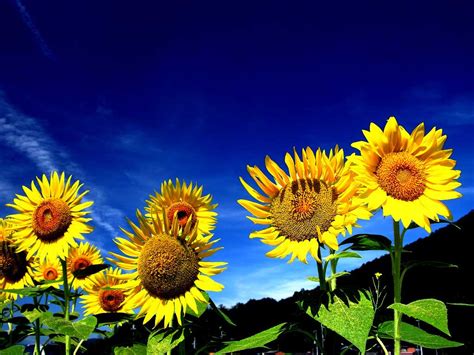 向日葵图片-阳光下的美丽向日葵素材-高清图片-摄影照片-寻图免费打包下载