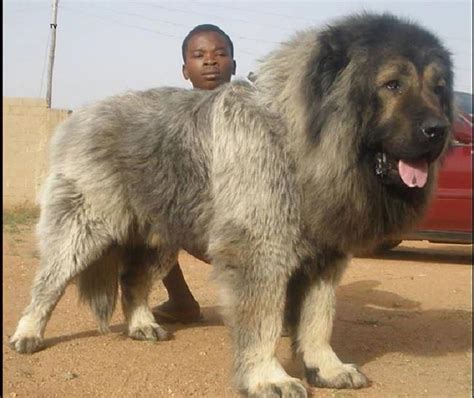 狗界中10种“巨型狗”，据说：比人还高 - 知乎