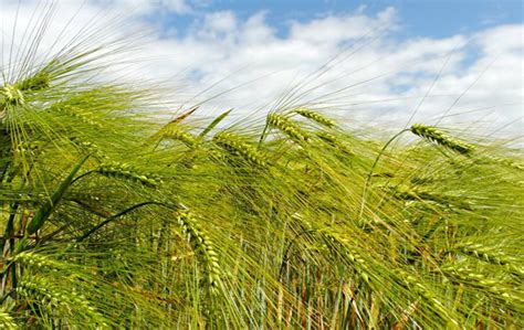 我国大麦的主产区在哪里-苗木百科-中国花木网