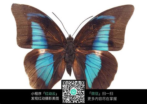 蝴蝶大全大图图片