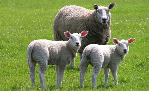 母羊饲养管理要点|想把母羊养好的朋友需要做哪些工作