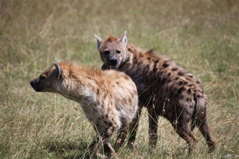 凶猛狡诈的鬣狗被人训练当宠物，真是鬣狗在手天下我有！_宠界新闻