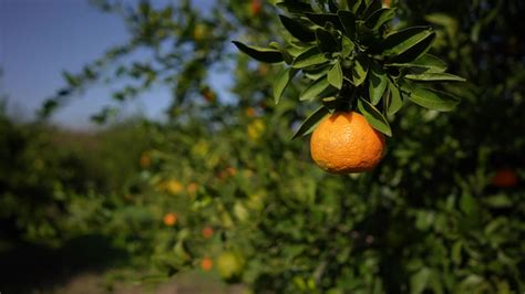 种植橘子园高清图片下载_红动中国