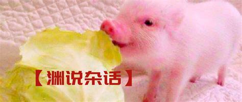 猪猪|平面|标志|杜安 - 原创作品 - 站酷 (ZCOOL)