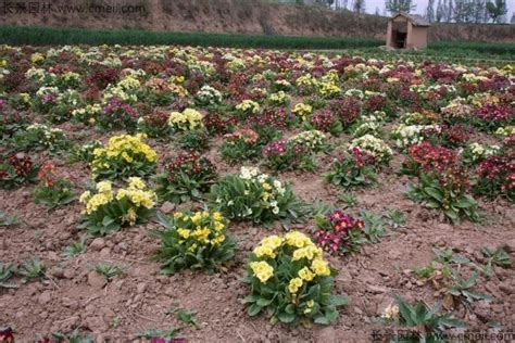报春花的播种时间和方法-花卉百科-绿宝园林网