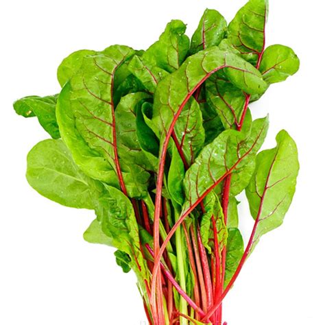 莙荙菜图片