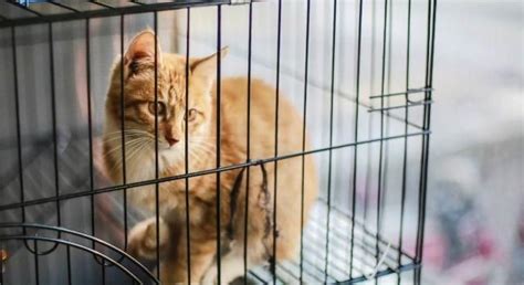 猫咪能一直养在笼子里吗？看上去是保护，其实是在“慢性虐猫”！|猫咪|笼子|猫_新浪新闻