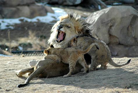 一个愤怒的狮子爸告诉幼崽让他们在爬满他身上的时高清图片下载-正版图片504771469-摄图网