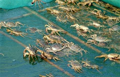 养殖螃蟹一亩的成本是多少，大约在3800元左右 - 新三农
