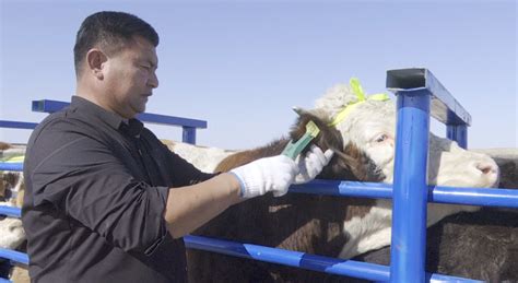 富蕴县加强牲畜防疫栏建设助力秋季疫苗接种工作