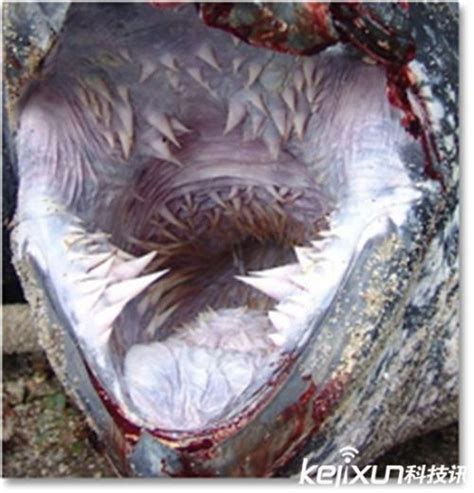 7大恐怖的大嘴动物：食人鱼 啄木鸟 企鹅上榜_驱动中国
