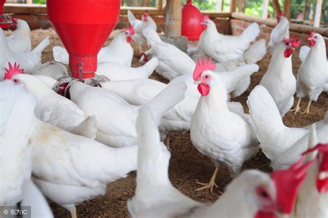 鸡怎么养 养好鸡的秘诀究竟是什么？本文给您一个答案！ | 说明书网