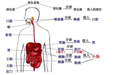 三、胸、腹部的标志线和腹部的分区-人体解剖学-医学
