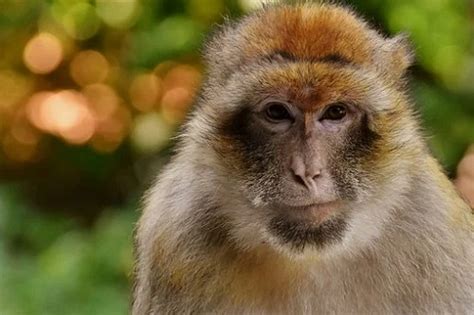 属猴80年离婚后还有婚姻吗，80年猴有没有二婚 -属猴-生肖网