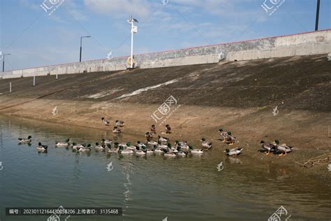 水库生态养殖的一群农家土鸭,畜牧养殖,农林渔牧,摄影素材,汇图网www.huitu.com