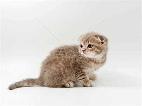 可爱的虎斑小猫被白色隔离高清图片下载-正版图片503675930-摄图网