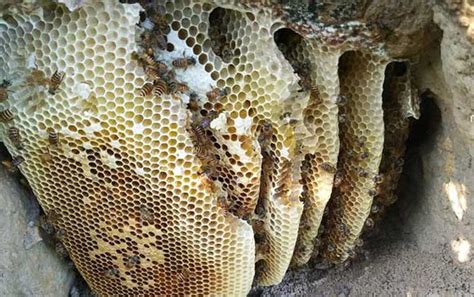 蜂巢是怎么筑成的？主要材料是蜂蜡，蜜蜂筑巢过程堪称鬼斧神工！