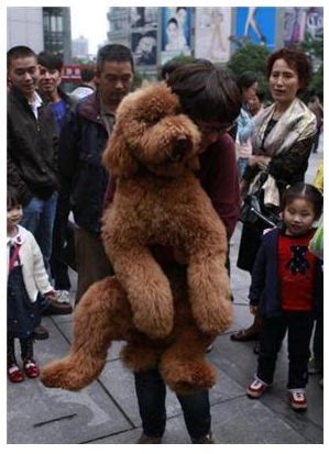 巨型泰迪犬图片-我们爱宠物网