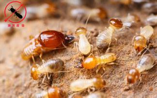 白蚁爆发 每天20户居民家发现白蚁_白蚁防治_除四害消杀灭虫网