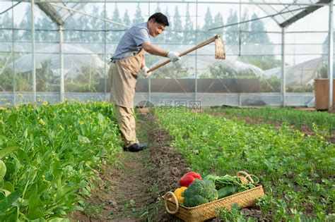 蔬菜大棚里耕种的农民大叔高清图片下载-正版图片501624528-摄图网