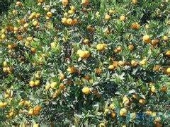 早熟柑橘如何促进着色均匀,色泽好？