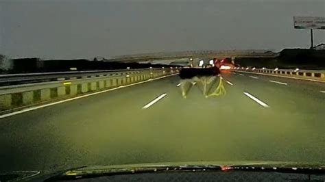 太突然！高速公路惊现一头牛，司机避让不及造成车损牛亡_凤凰网视频_凤凰网