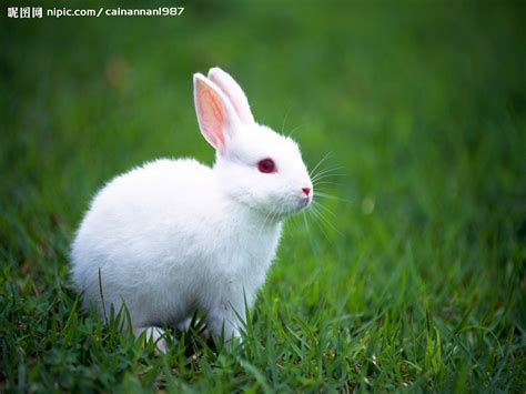 我们中国的兔子有哪些品种呢|肉兔|品种|灰兔_新浪新闻