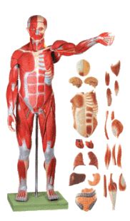 男性人体肌肉骨骼分布组成精细结构zbrush模型_基础人体模型下载-摩尔网CGMOL