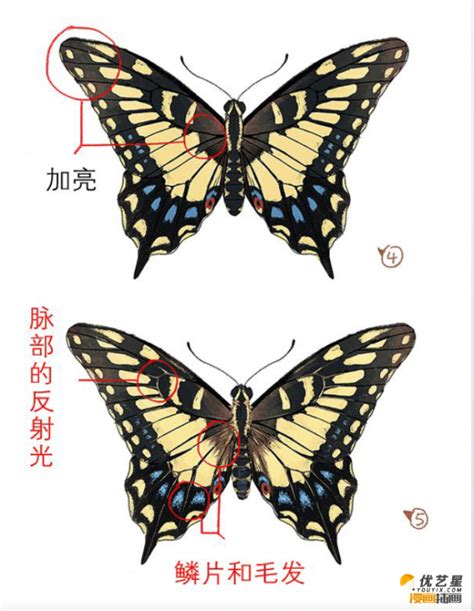好看的漂亮的蝴蝶怎么画 一只五颜六色的蝴蝶教程 带线稿和上色教程[ 图片/10P ] - 才艺君