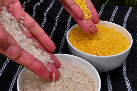 科学网—转基因黄金大米在多国获准上市 - 汤波的博文