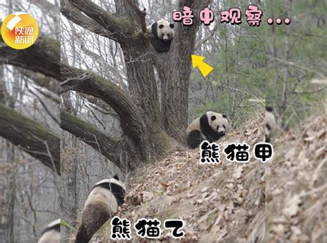 秦岭大熊猫在树上选婚房，画面是这样的……网友看笑了 | 北晚 ...