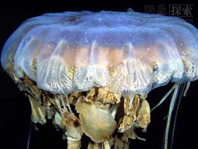 海底的巨型水母高清图片下载-正版图片600458837-摄图网