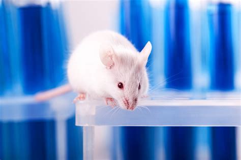 为什么用小白鼠做实验?小白鼠做实验的原因有哪些 - 科学探索 - 奇趣闻