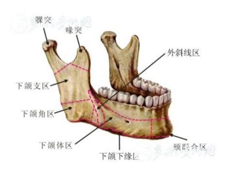 髁突位置图片