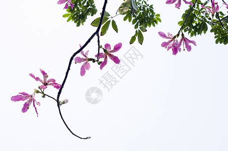 永远盛开的紫荆花一一金紫荆。（摄于香港会展中心金紫荆广场）