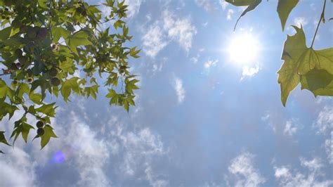 4k实拍唯美初夏阳光照射绿植空镜头视频特效素材-千库网