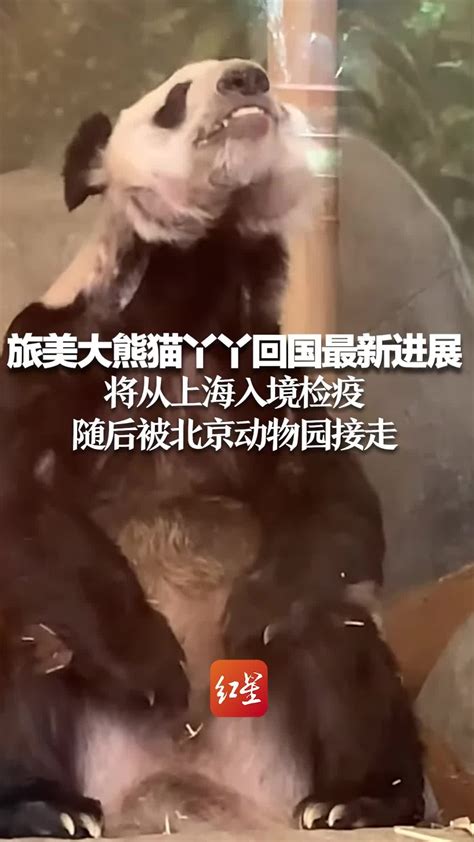 旅美大熊猫丫丫回国最新进展：将从上海入境检疫，随后被北京动物园接走_凤凰网视频_凤凰网