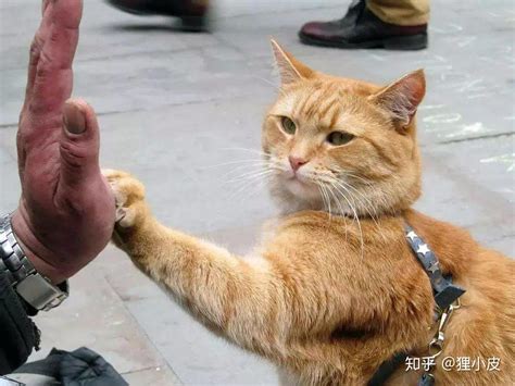 网友疑因虐猫遭人肉搜索不堪骚扰报警_新闻中心_新浪网