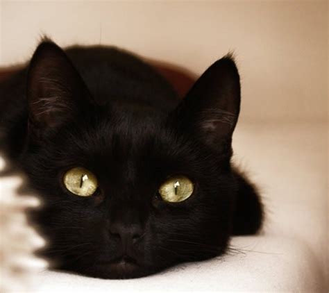 宠物猫种类之黑猫-58同城