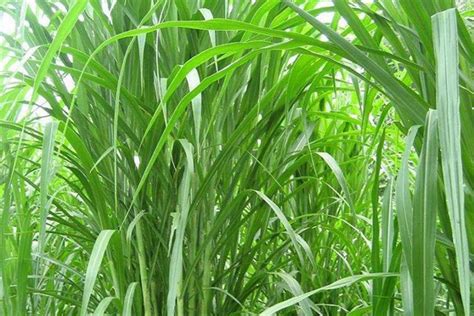 皇竹草和甜象草哪个更值得种植？-广东田野风实业有限公司