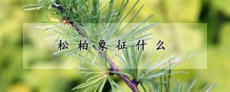 松柏象征什么和松柏的资料|松柏图片-中国木业网